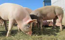 年内第三批中央冻猪肉储备收储工作即将启动