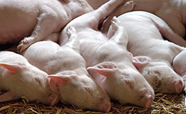 招商期货在郑州举办生猪期货高峰论坛