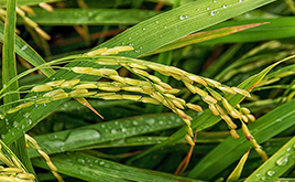 粳米期货运行总体稳定 大商所将完善农业衍生品市场体系