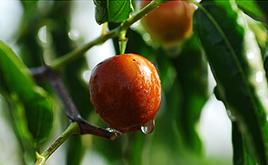 红枣期货引领产业高质量发展