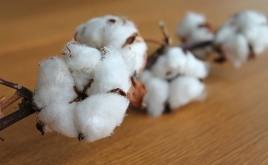 湖北省规模最大的棉花“保险+期货”项目签约
