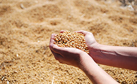 豆粕期货高效发挥属性功能 有效为投资者提供多元化资产配置